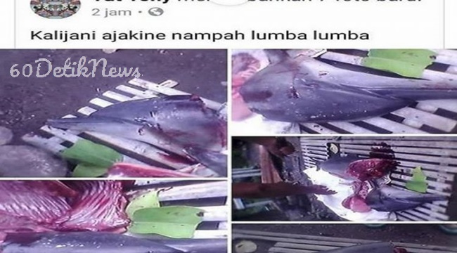 Kepolisian Bali Menangkap 2 Warga Karena Membunuh Dan Menggoreng Lumba-lumba