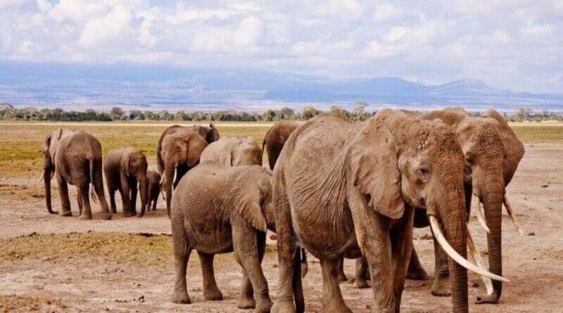 Sekitar 100 Gajah Mati di Taman Nasional Zimbabwe